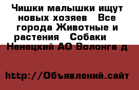   Чишки-малышки ищут новых хозяев - Все города Животные и растения » Собаки   . Ненецкий АО,Волонга д.